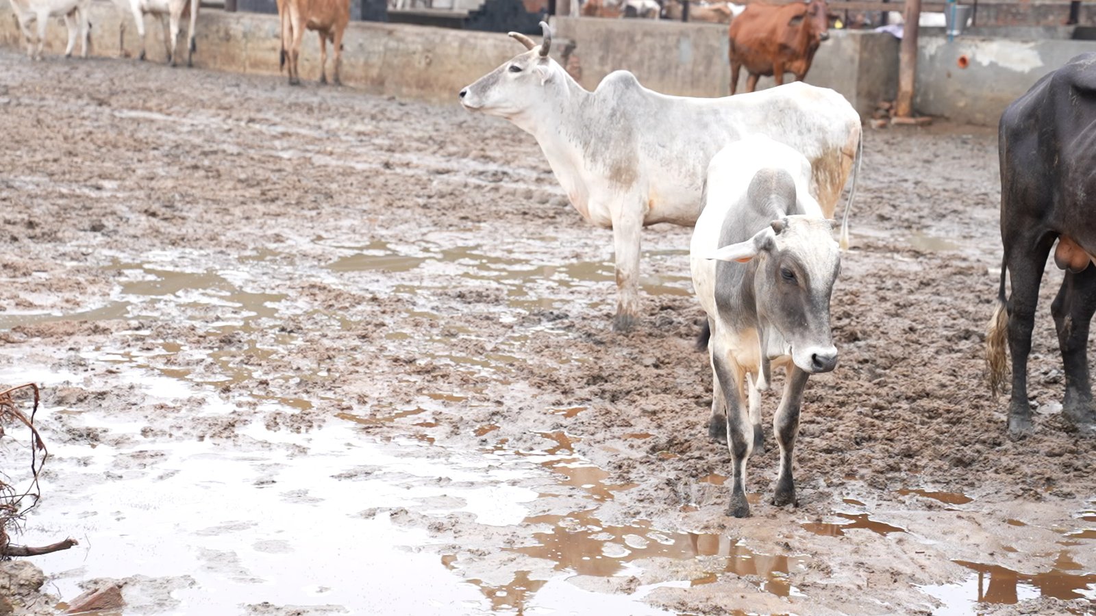 Construction work for a permanent and weather-safe cow shelter